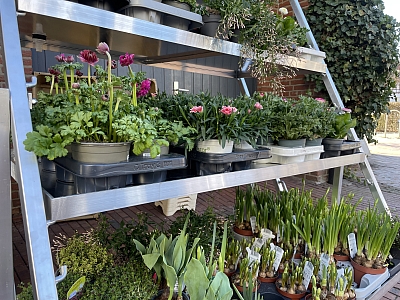 Bauern- und Blumenmarkt