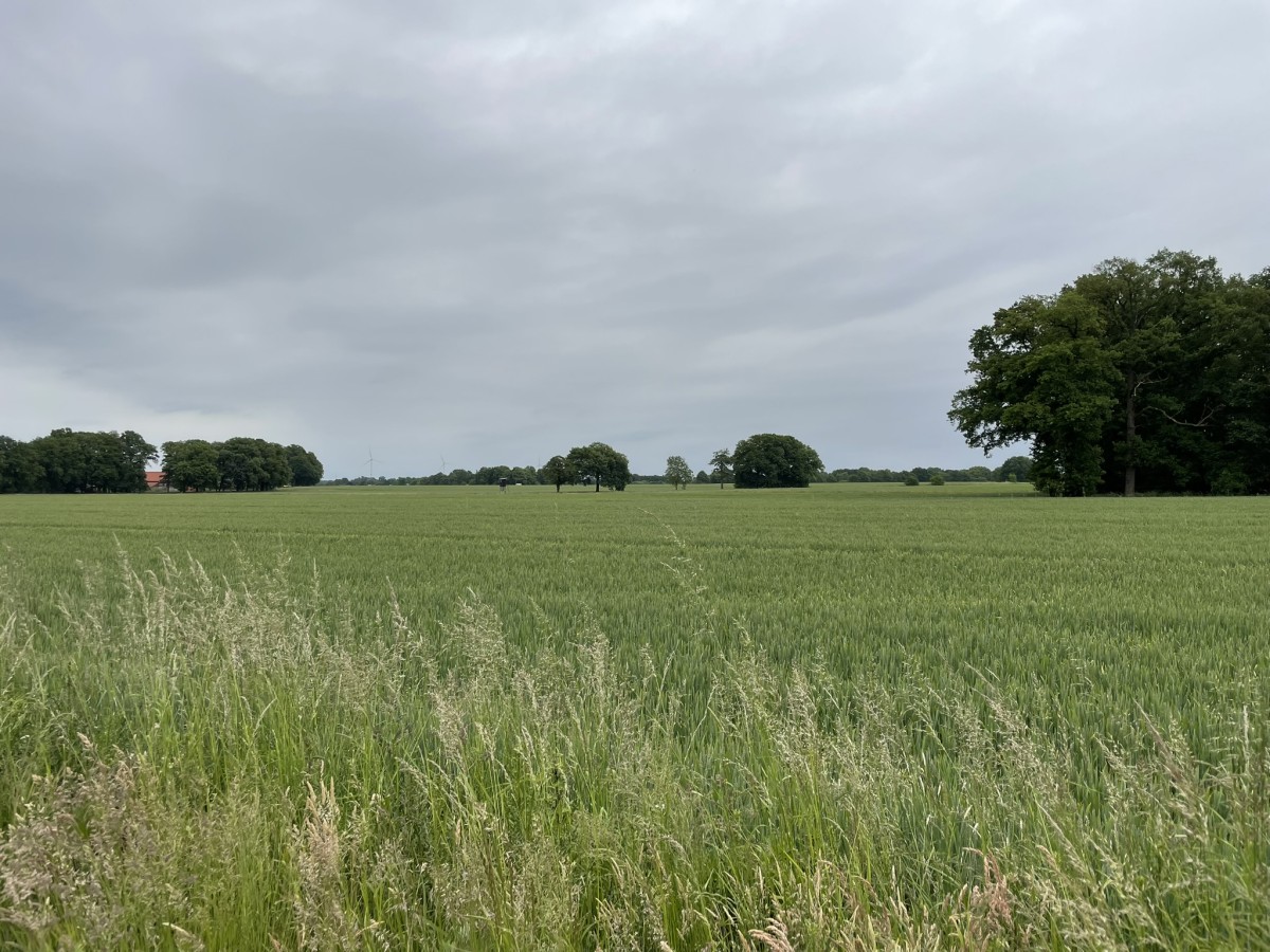 Parklandschaft