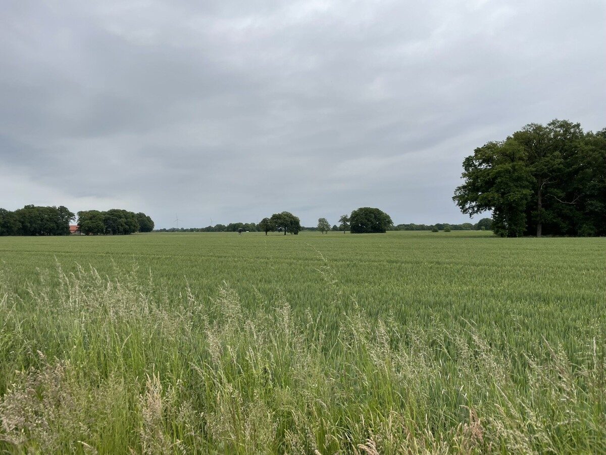 Parklandschaft